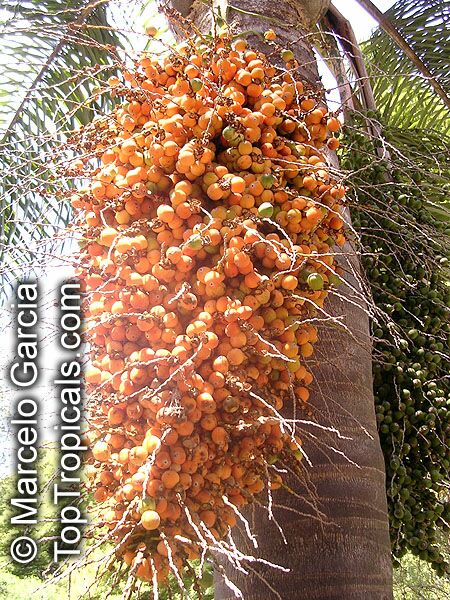 معرفی و راهنمای پرورش درختان میوه - نارگیل تلخ